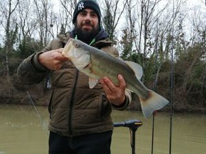 Largemouth Bass