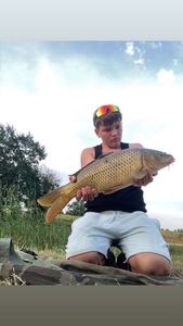 Common Carp