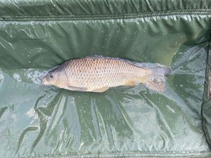 Common Carp