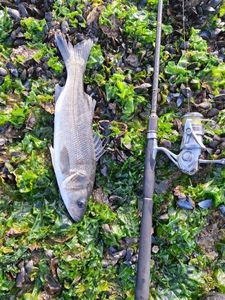 European Bass (Seabass)
