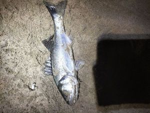 European Bass (Seabass)