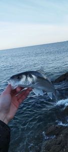 European Bass (Seabass)
