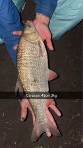 Prussian Carp