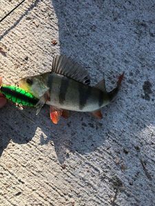 European Perch