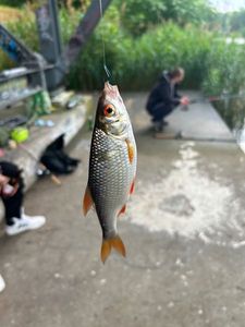 Roach