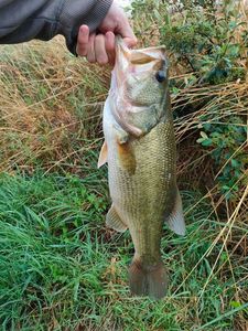 Largemouth Bass