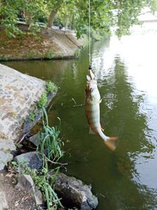 European Perch