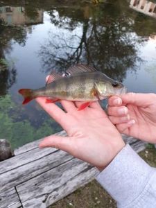 European Perch