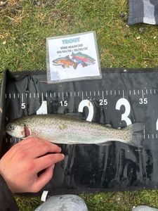 Rainbow Trout