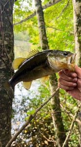 Largemouth Bass