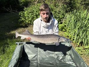Sturgeon