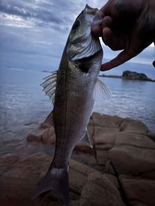 European Bass (Seabass)