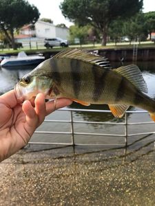 European Perch