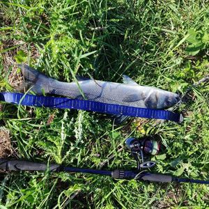 European Bass (Seabass)