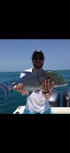 Bluefin Trevally