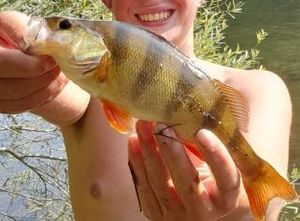 European Perch
