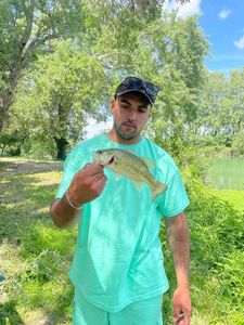 Largemouth Bass