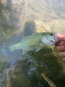 Smallmouth Bass