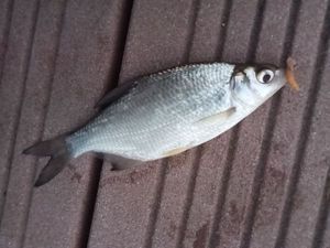 Common Bream