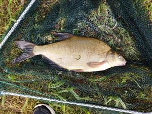 Common Bream