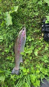 Rainbow Trout