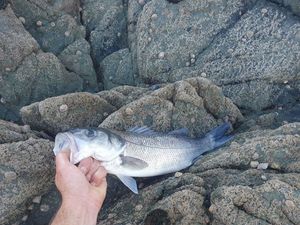 European Bass (Seabass)