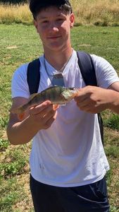 Yellow Perch