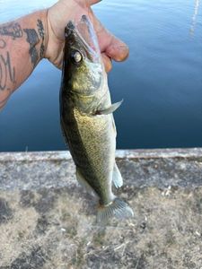 Zander