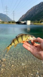 European Perch