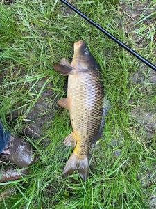 Crucian Carp