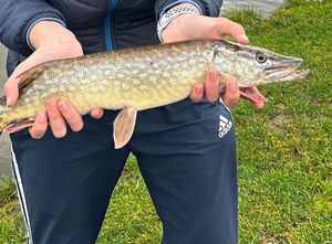 Northern Pike