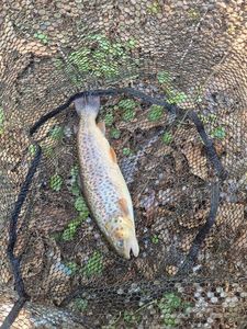 Brown Trout