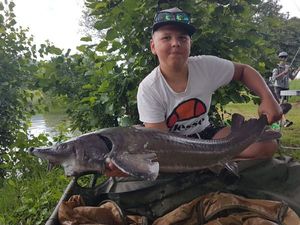Dabry's Sturgeon