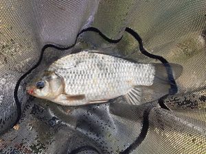 Crucian Carp