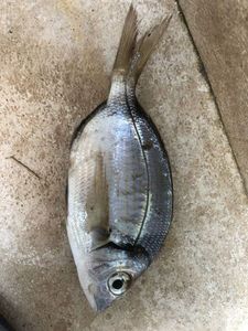 Black Seabream