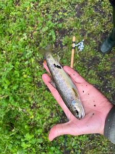 Brown Trout