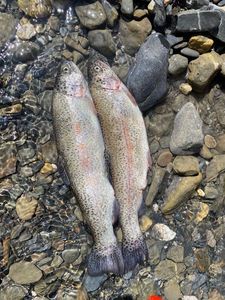 Rainbow Trout