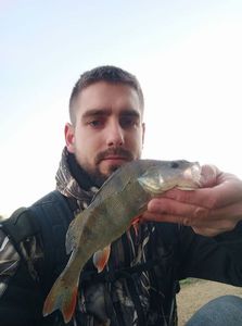 European Perch