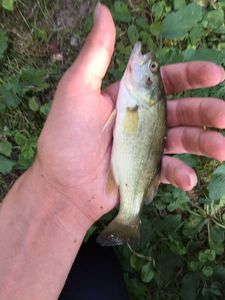 Largemouth Bass
