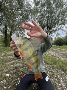 European Perch