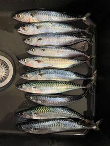 Mackerel
