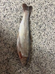 Lake Trout