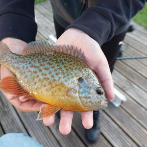 Green Sunfish