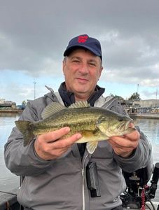 Largemouth Bass