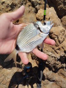 Common Two-banded Seabream