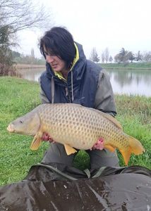 Common Carp