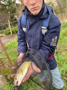 Brown Trout