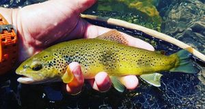 Brown Trout