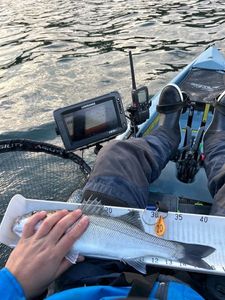 European Bass (Seabass)
