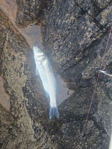 European Bass (Seabass)